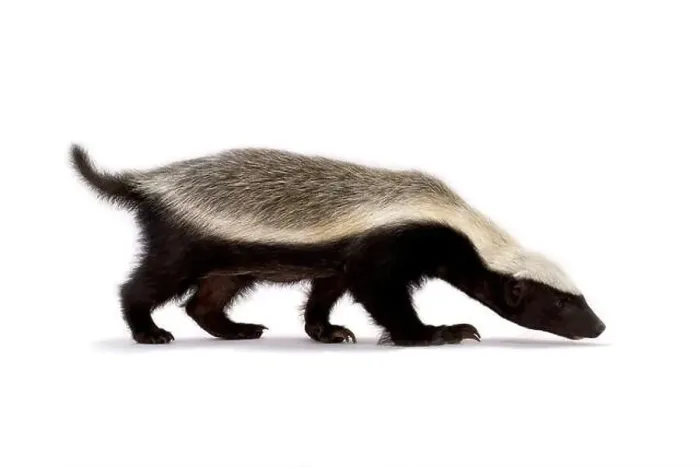 Framed Print : Honey badger (Melivora capensis) Framed Print : Honey badger (Melivora capensis)