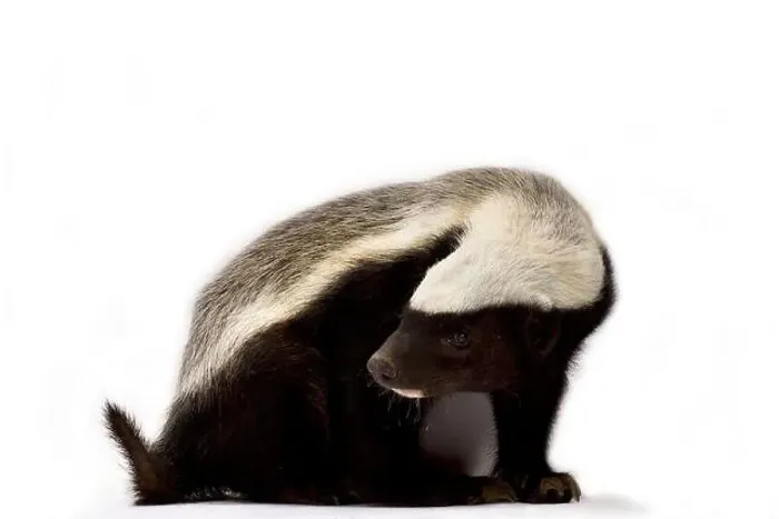 Framed Print : Honey badger (Melivora capensis) Framed Print : Honey badger (Melivora capensis)