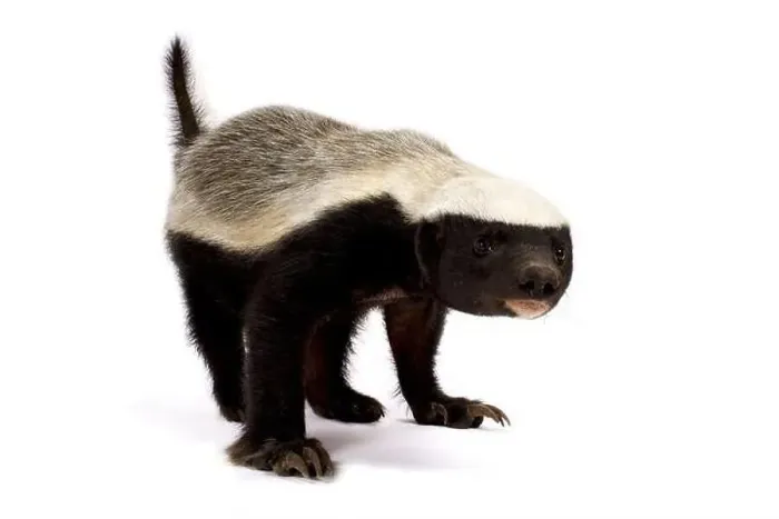 Framed Print : Honey badger (Melivora capensis) Framed Print : Honey badger (Melivora capensis)