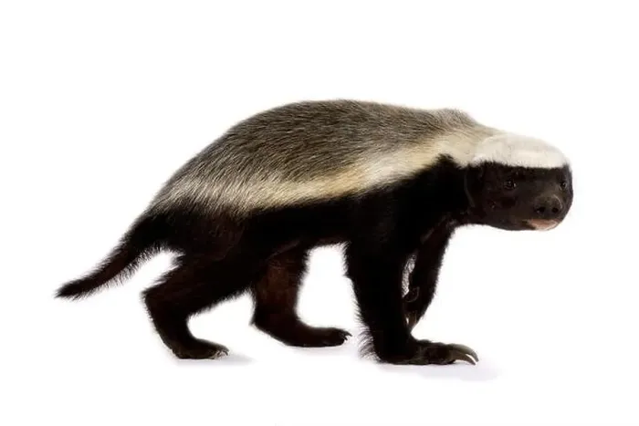 Framed Print : Honey badger (Melivora capensis) Framed Print : Honey badger (Melivora capensis)