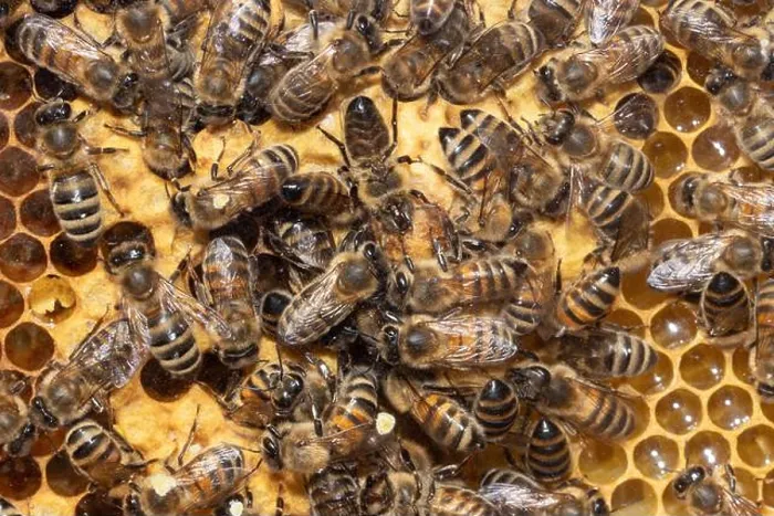 Framed Print : Honey bee many bees sitting on honeycomb different seeing Framed Print : Honey bee many bees sitting on honeycomb different seeing