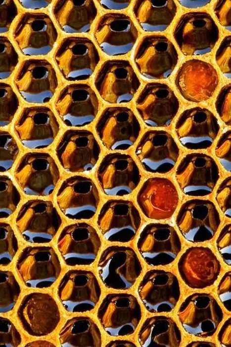 Framed Print : Honeycomb with honey as very nice natural background. Bee hive background texture and pattern Framed Print : Honeycomb with honey as very nice natural background. Bee hive background texture and pattern