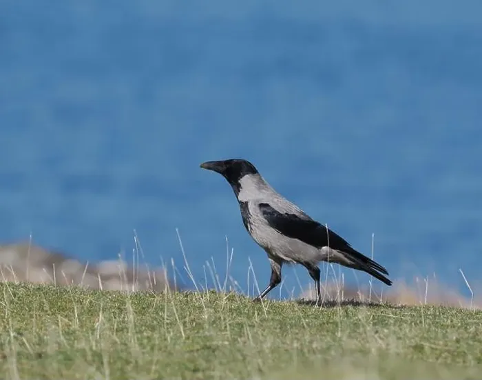 Framed Print : Hooded crow live along shores in Scotland where they forage for food Framed Print : Hooded crow live along shores in Scotland where they forage for food
