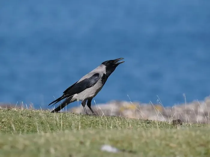 Framed Print : Hooded crow live along shores in Scotland where they forage for food Framed Print : Hooded crow live along shores in Scotland where they forage for food