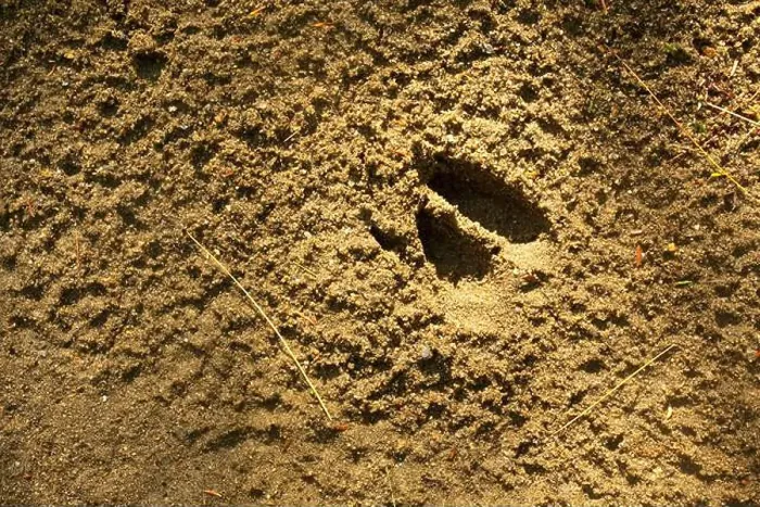 Framed Print : The hoof print of a white-tailed deer embedded in sand Framed Print : The hoof print of a white-tailed deer embedded in sand