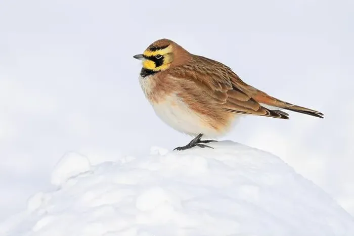 Framed Print : Horned lark perching snow in winter, Quebec, Canada Framed Print : Horned lark perching snow in winter, Quebec, Canada