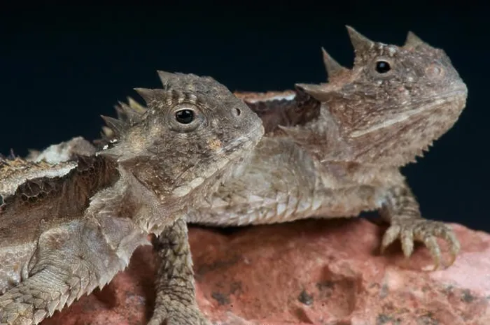 Framed Print : Horned lizard / Phrynosoma asio Framed Print : Horned lizard / Phrynosoma asio