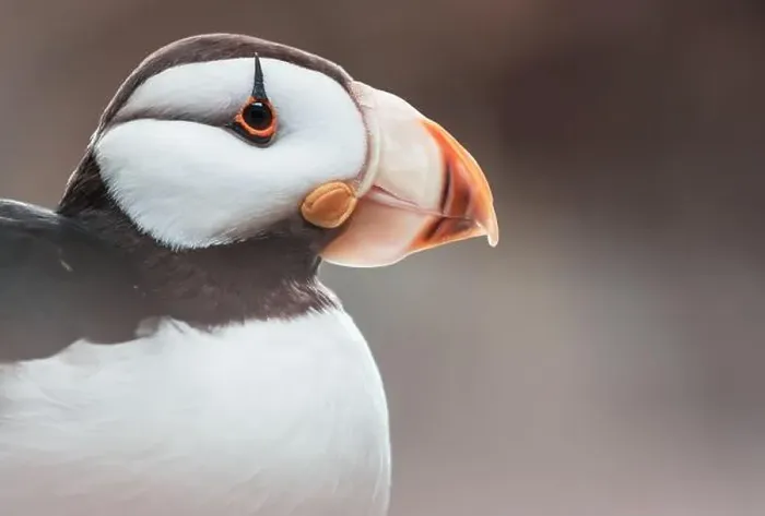 Framed Print : Horned Puffin (Fratercula corniculata), close up shot Framed Print : Horned Puffin (Fratercula corniculata), close up shot