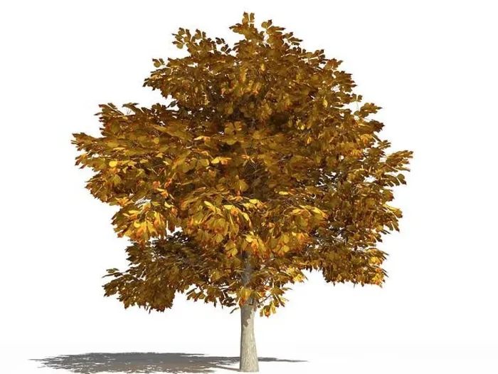Framed Print : Horse-chestnut tree in autumn. Aesculus hippocastanum or horse-chestnut tree in autumn season isolated on a white surface. 3D Illustration Framed Print : Horse-chestnut tree in autumn. Aesculus hippocastanum or horse-chestnut tree in autumn season isolated on a white surface. 3D Illustration