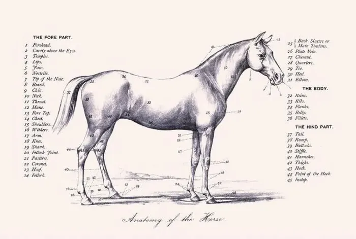 Framed Print : Horse illustration. 19th-century plate from a book on the practical treatise about the humane management of the horse Framed Print : Horse illustration. 19th-century plate from a book on the practical treatise about the humane management of the horse