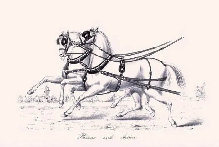 Framed Print : Horse illustration. 19th-century plate from a book on the practical treatise about the humane management of the horse Framed Print : Horse illustration. 19th-century plate from a book on the practical treatise about the humane management of the horse