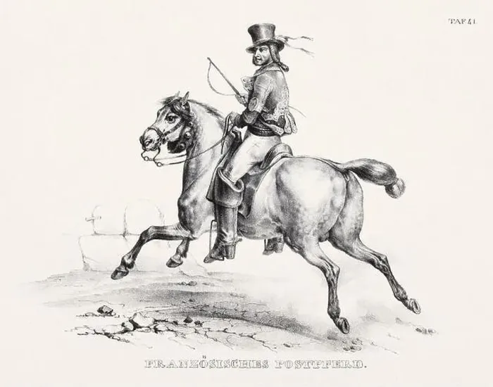 Framed Print : Horse Illustration. Zoological Lithography. Natural History Art