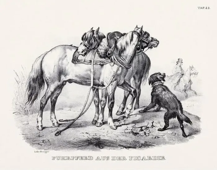 Framed Print : Horse Illustration. Zoological Lithography. Natural History Art