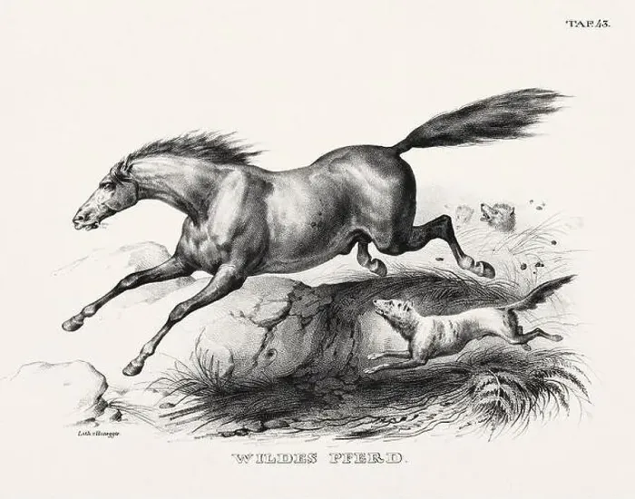 Framed Print : Horse Illustration. Zoological Lithography. Natural History Art