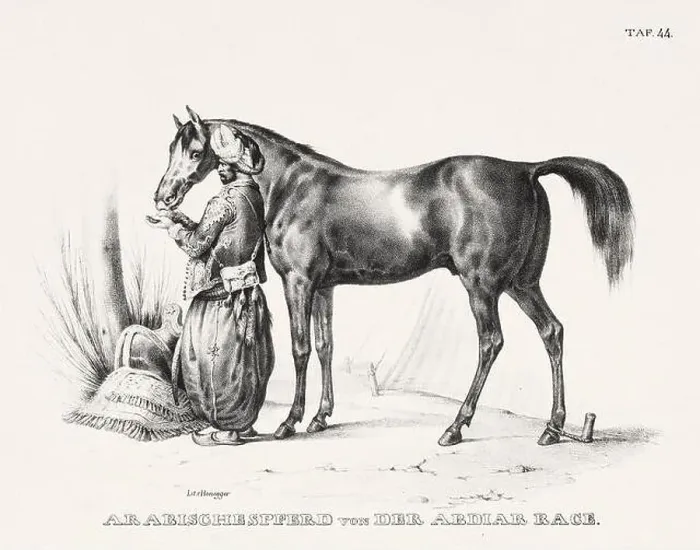 Framed Print : Horse Illustration. Zoological Lithography. Natural History Art