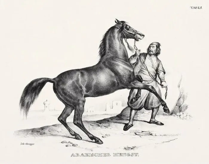 Framed Print : Horse Illustration. Zoological Lithography. Natural History Art