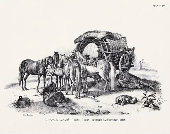 Framed Print : Horse Illustration. Zoological Lithography. Natural History Art