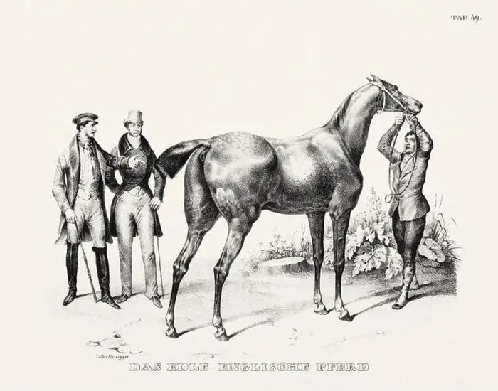 Framed Print : Horse Illustration. Zoological Lithography. Natural History Art