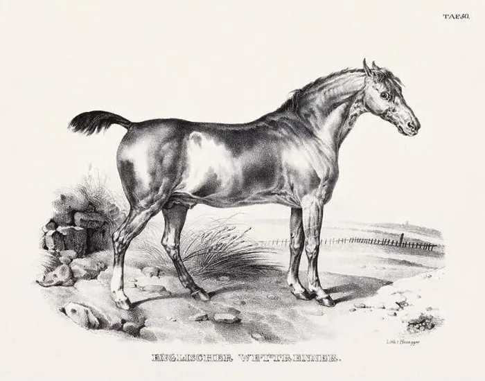 Framed Print : Horse Illustration. Zoological Lithography. Natural History Art Framed Print : Horse Illustration. Zoological Lithography. Natural History Art