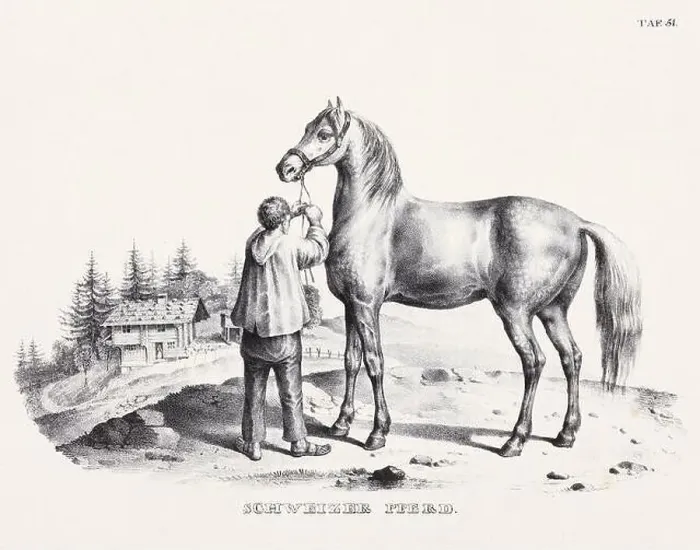Framed Print : Horse Illustration. Zoological Lithography. Natural History Art