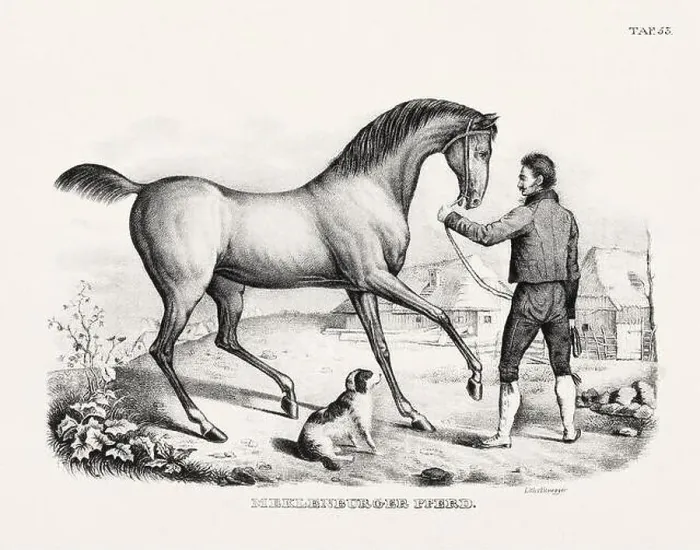 Framed Print : Horse Illustration. Zoological Lithography. Natural History Art
