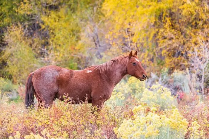 Framed Print : horse surrounded by autumn trees Framed Print : horse surrounded by autumn trees