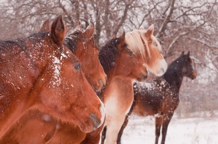 Framed Print : Five horses in a blizzard, all looking to the same direction away from the viewer, focus on the nearest horse Framed Print : Five horses in a blizzard, all looking to the same direction away from the viewer, focus on the nearest horse