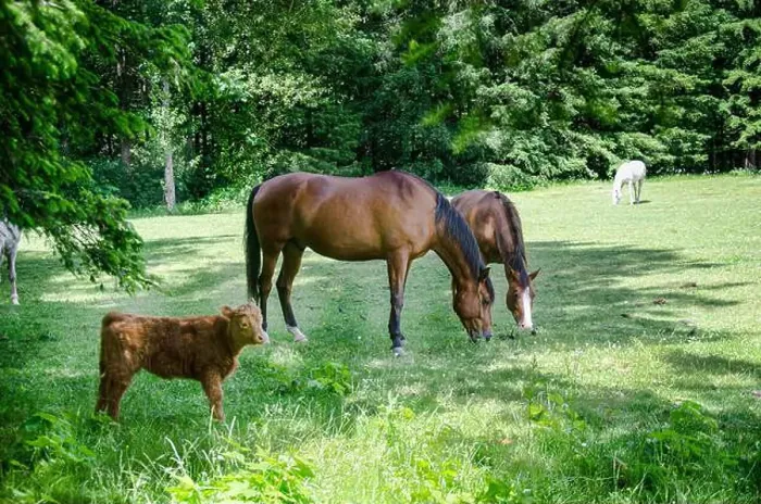 Framed Print : Horses and calf grazing in a meadow