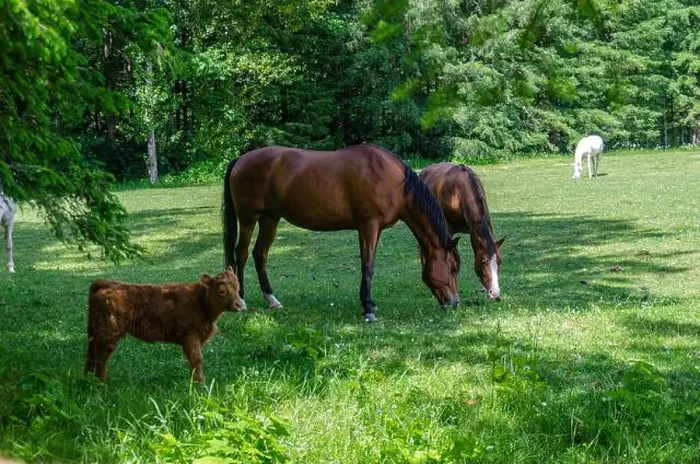 Framed Print : Horses and calf grazing in a meadow Framed Print : Horses and calf grazing in a meadow