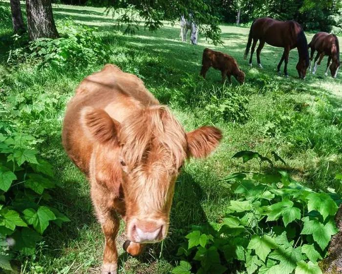 Framed Print : Horses and calf grazing in a meadow Framed Print : Horses and calf grazing in a meadow