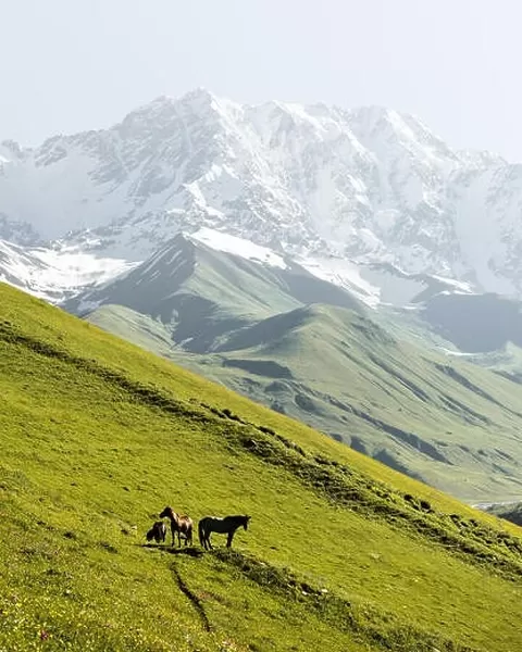 Horses on green valley against main Caucasian ridge