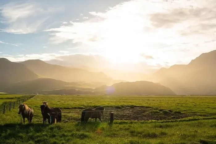 Framed Print : Horses in iceland at daylight sunrise Framed Print : Horses in iceland at daylight sunrise