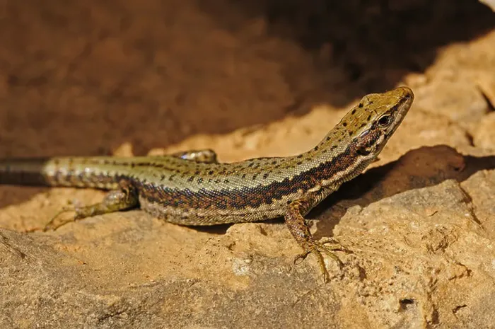 Framed Print : Horvath's rock lizard (Lacerta horvathi) Framed Print : Horvath's rock lizard (Lacerta horvathi)