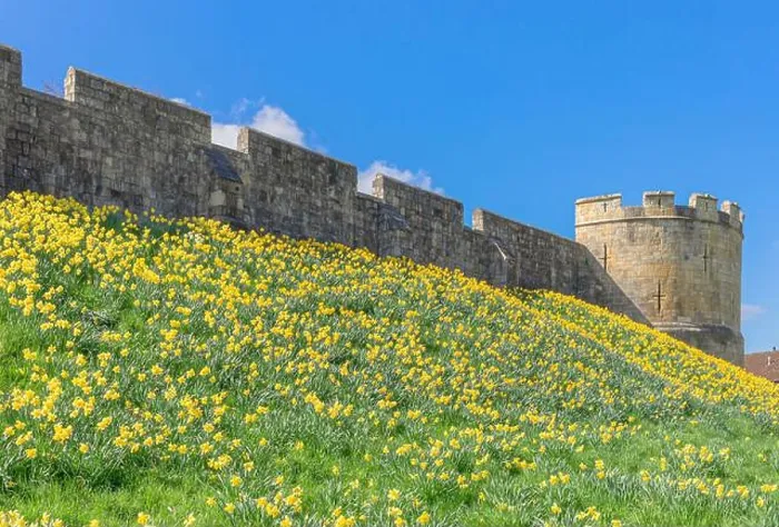 Framed Print : A host of yellow daffodils are on the embankment of the ancient York city walls Framed Print : A host of yellow daffodils are on the embankment of the ancient York city walls