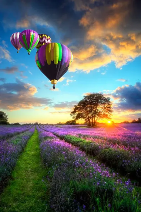 Framed Print : Hot air balloons flying over beautiful lavender fields during stunning Summer sunset Framed Print : Hot air balloons flying over beautiful lavender fields during stunning Summer sunset