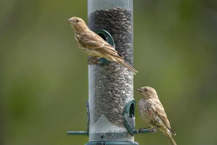 Framed Print : House finch at a bird feeder at FortWhyte Alive, Winnipeg, Manitoba, Canada Framed Print : House finch at a bird feeder at FortWhyte Alive, Winnipeg, Manitoba, Canada