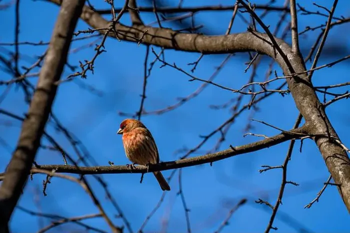 Framed Print : House finch in Central Park Ramble Framed Print : House finch in Central Park Ramble