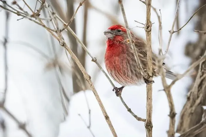 Framed Print : House finch foraging for food in the trees during a winter snowfall Framed Print : House finch foraging for food in the trees during a winter snowfall
