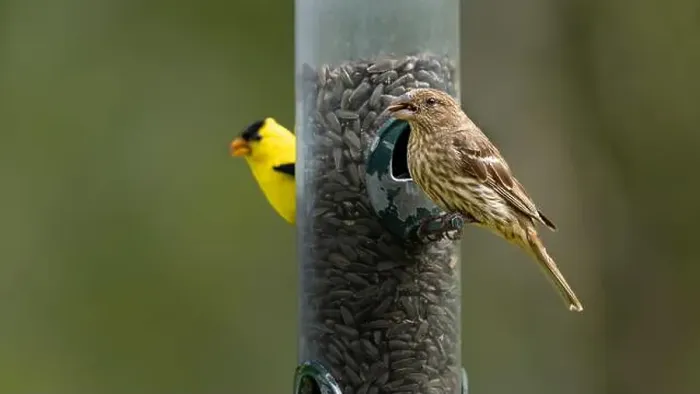 Framed Print : House finch and goldfinch at a bird feeder at FortWhyte Alive, Winnipeg, Manitoba, Canada Framed Print : House finch and goldfinch at a bird feeder at FortWhyte Alive, Winnipeg, Manitoba, Canada