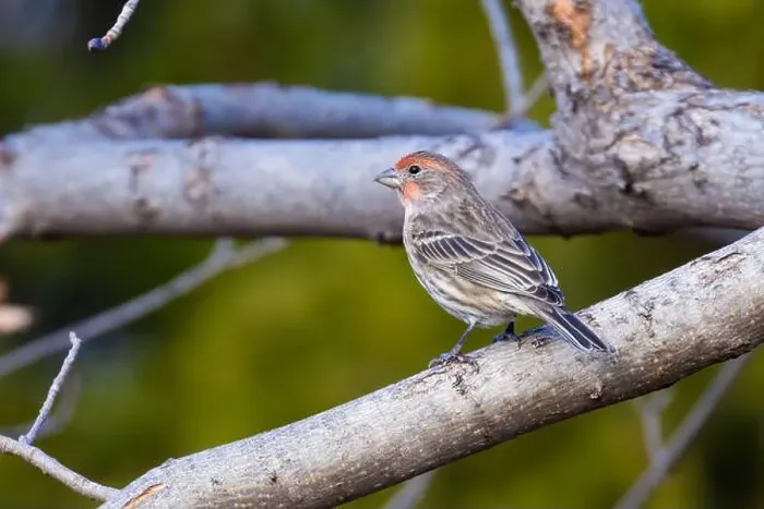 Framed Print : house finch (Haemorhous mexicanus) in winter Framed Print : house finch (Haemorhous mexicanus) in winter