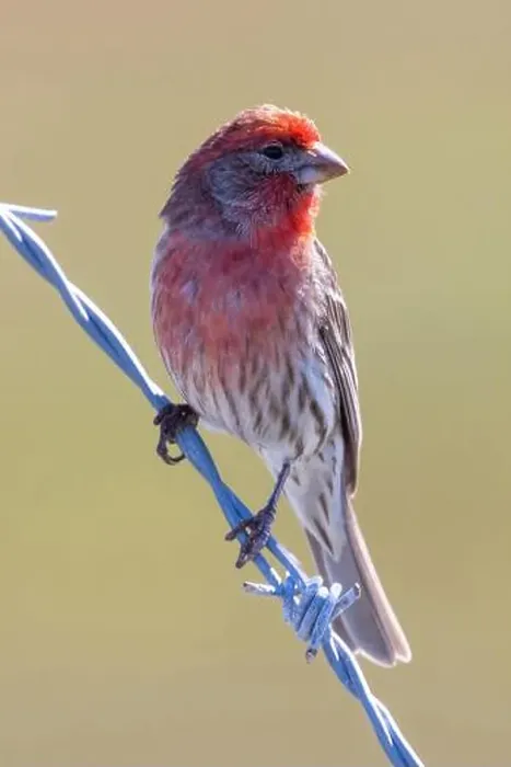 Framed Print : House Finch male perched on a barbed wire. Palo Alto Baylands, Santa Clara County, California, USA Framed Print : House Finch male perched on a barbed wire. Palo Alto Baylands, Santa Clara County, California, USA