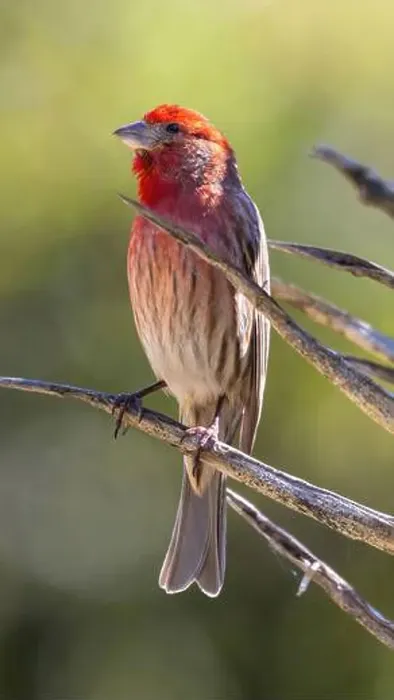 Framed Print : House Finch male perched on a succulent plant. Stanford, Santa Clara County, California, USA