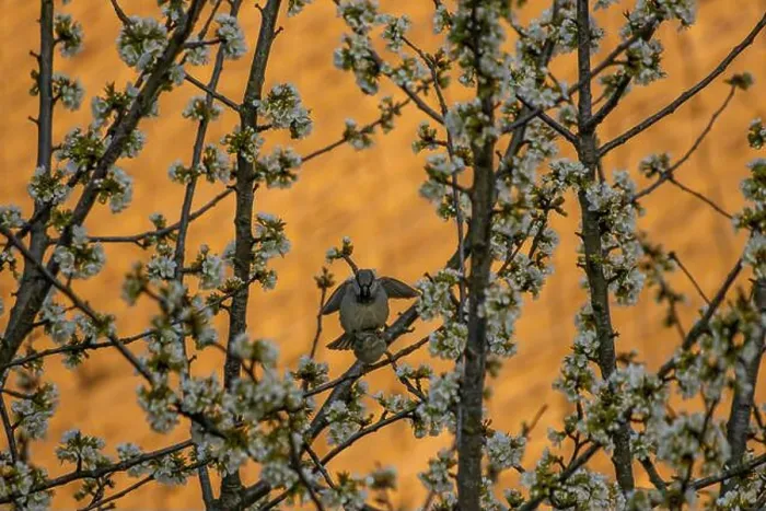 Framed Print : House sparrows mating on blossom tree Framed Print : House sparrows mating on blossom tree