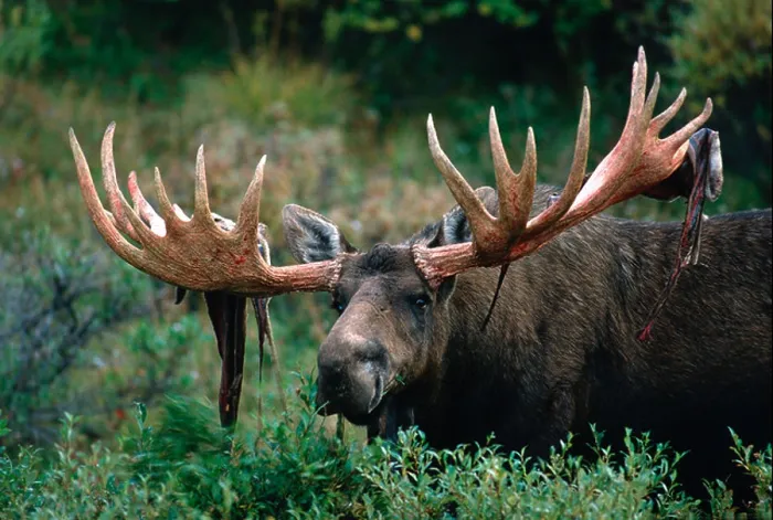 Framed Print : Huge bull moose shedding his antler velvet in Denali National Park Alaska Framed Print : Huge bull moose shedding his antler velvet in Denali National Park Alaska
