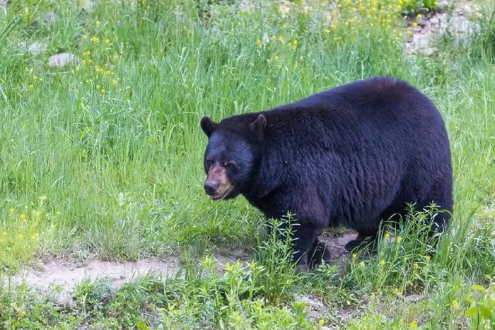 Framed Print : Huge male American black bear (Ursus americanus) in summer Framed Print : Huge male American black bear (Ursus americanus) in summer