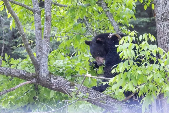 Framed Print : Huge male American black bear (Ursus americanus) in summer Framed Print : Huge male American black bear (Ursus americanus) in summer