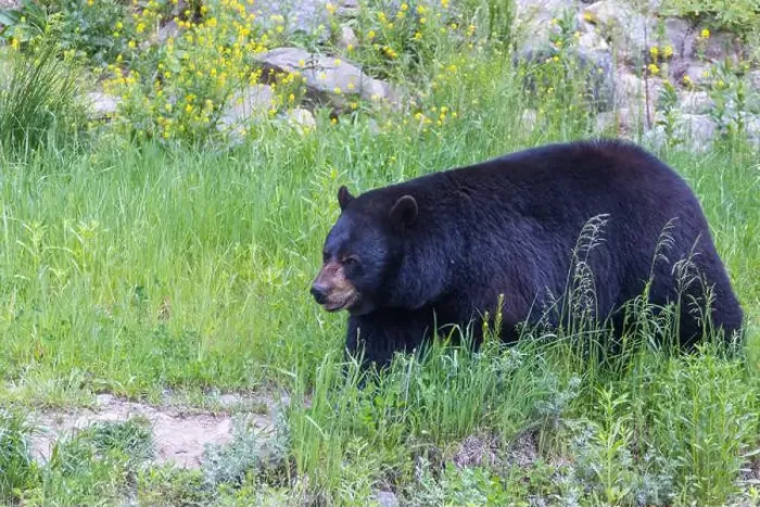 Framed Print : Huge male American black bear (Ursus americanus) in summer Framed Print : Huge male American black bear (Ursus americanus) in summer