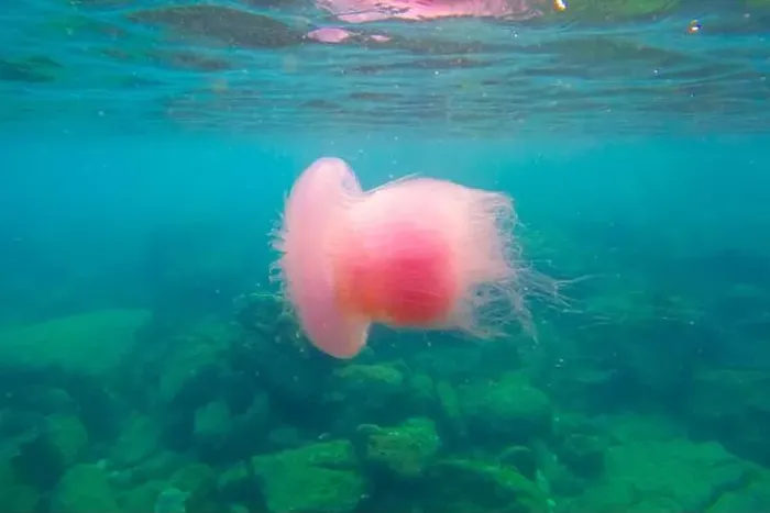Framed Print : Huge pink purple jellyfish in the tropical waters of the Indian Ocean near coral reefs and rocks Framed Print : Huge pink purple jellyfish in the tropical waters of the Indian Ocean near coral reefs and rocks