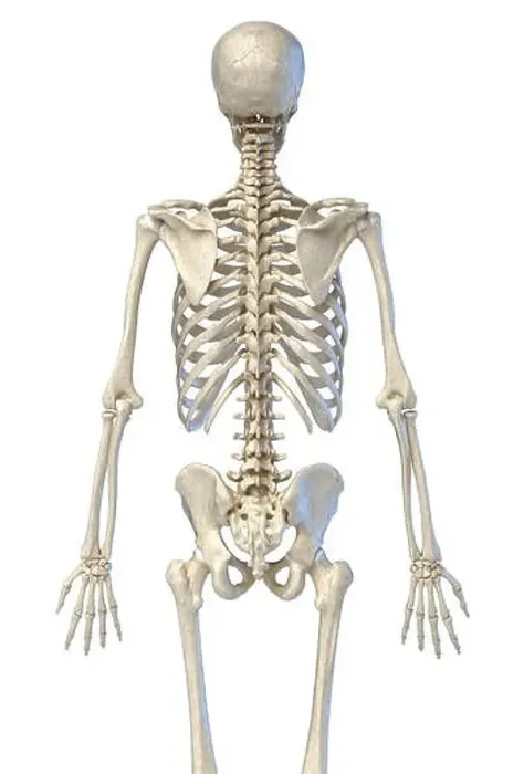 Framed Print : Human anatomy, 3 / 4 bone skeletal system. Back view. On white background. 3d illustration Framed Print : Human anatomy, 3 / 4 bone skeletal system. Back view. On white background. 3d illustration