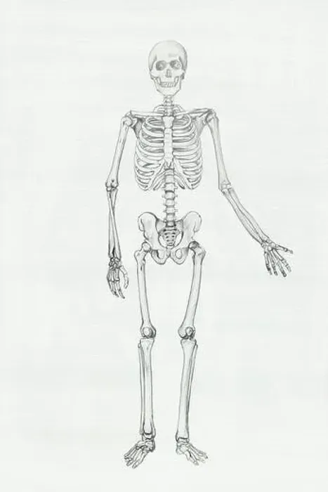 Framed Print : Human anatomy pencil drawing illustration Framed Print : Human anatomy pencil drawing illustration